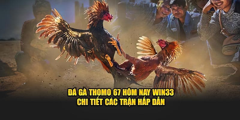 Đá Gà Thomo 67 Hôm Nay WIN33 - Chi Tiết Các Trận Hấp Dẫn